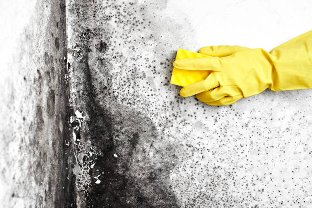 Best Mold Damage Repair  in Eagle Grove, IA