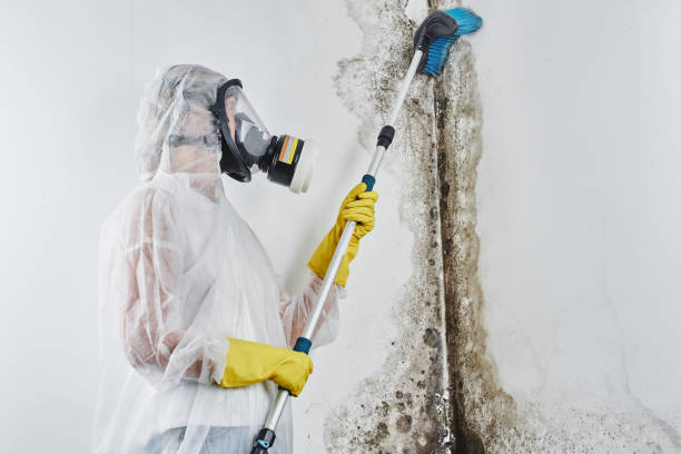 Best Commercial Mold Removal  in Eagle Grove, IA