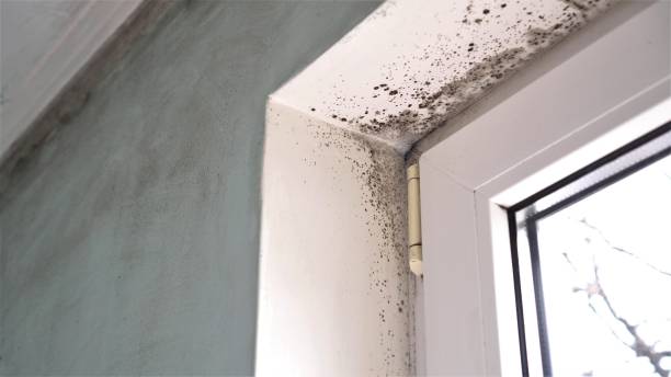 Best Office Mold Removal Services  in Eagle Grove, IA