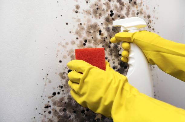 Best Mold Cleaning Services  in Eagle Grove, IA
