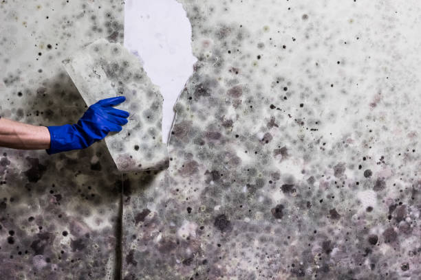 Best Office Mold Removal Services  in Eagle Grove, IA