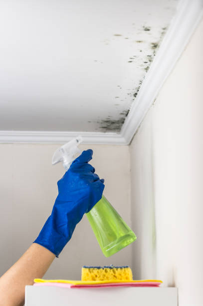 Best Black Mold Removal  in Eagle Grove, IA